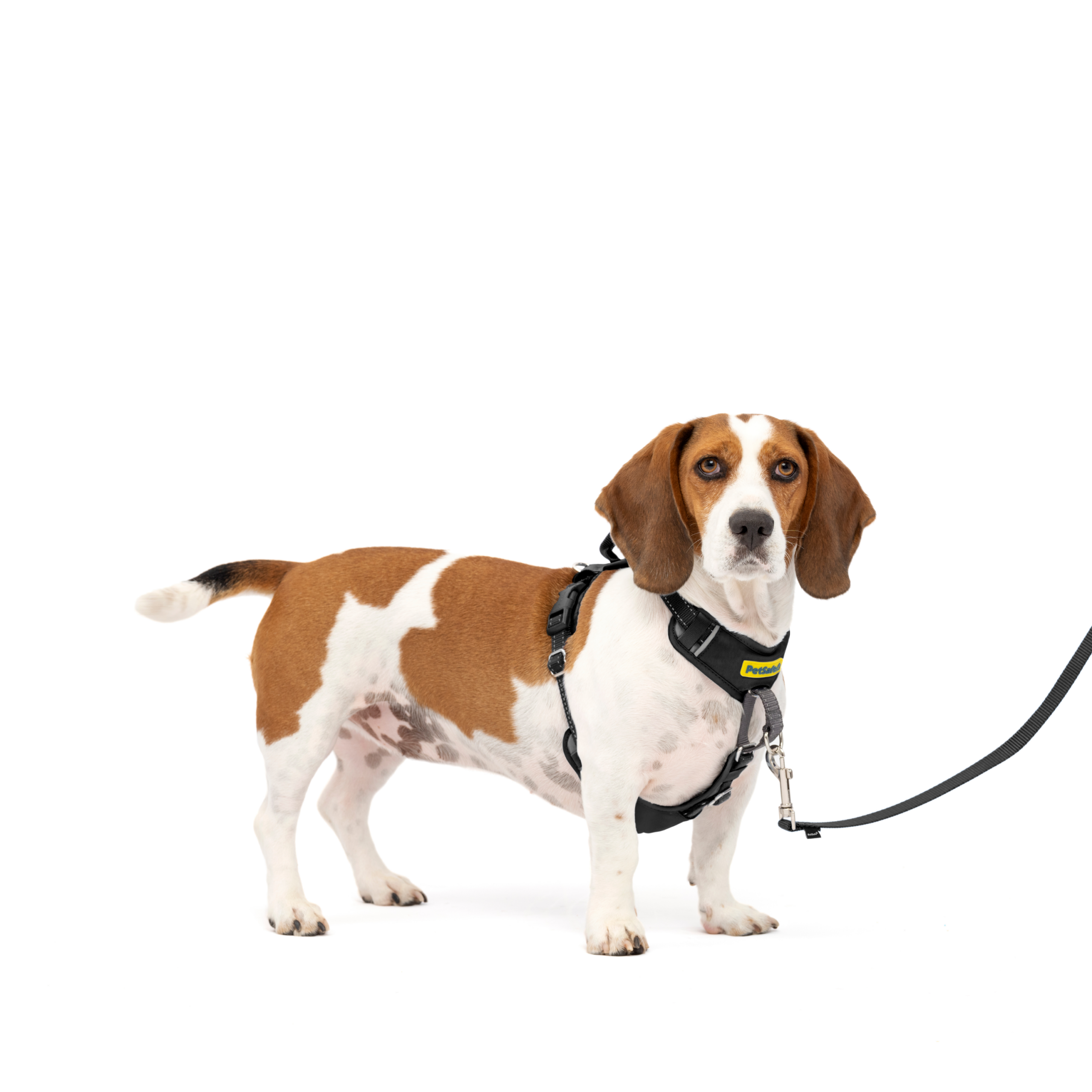 Arnés Easy Walk Talla S - Sin Tirones | PetSafe Colombia - Imagen 1