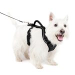 Arnés Ortopédico EasySport XS para Perros Activos | Colombia