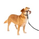 Collar Halti PetSafe - Control Anti-Tirones | Colombia